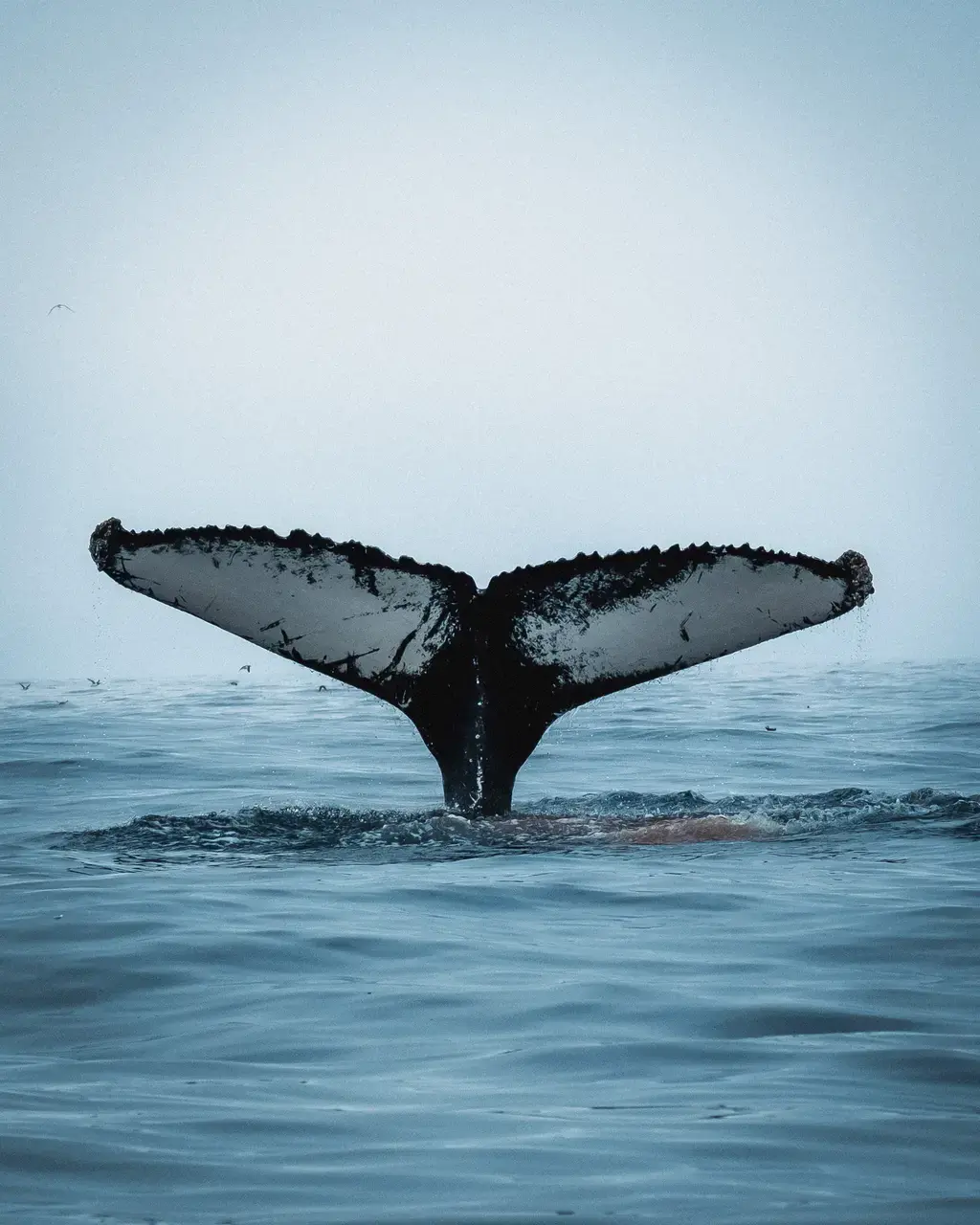 Ocean Quest Adventures